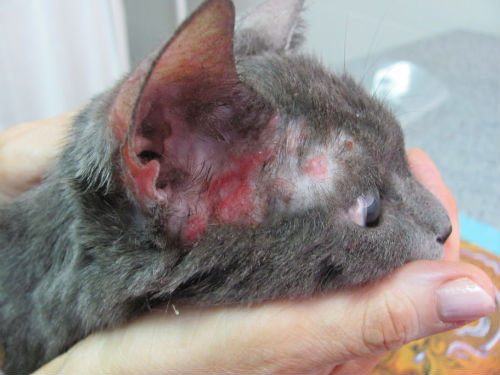 Атопический дерматит у кошки 