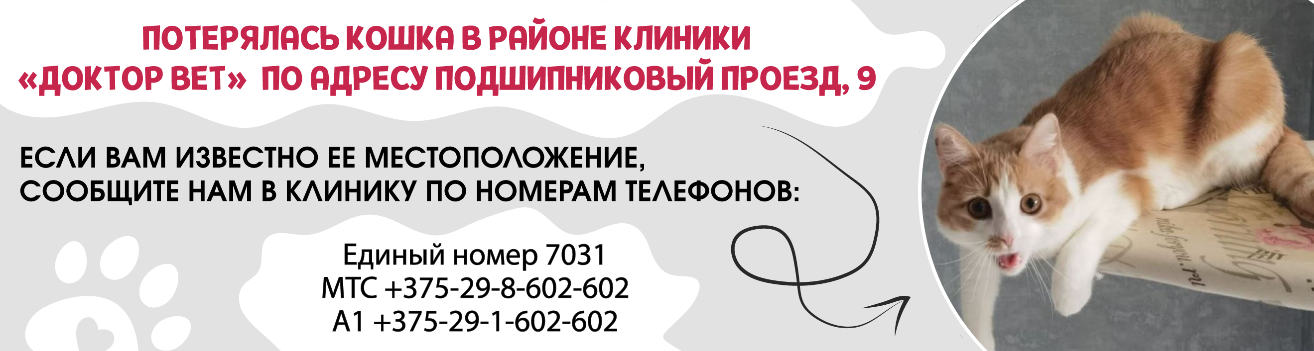 Комплексный осмотр питомца со скидками до 35%! (Акция закончена) –  Ветеринарные клиники Доктор Вет