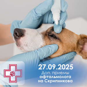 Доп.прием-офтальмолог-27.09_Монтажная область 1