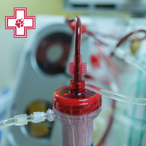 Гемотрансфузия