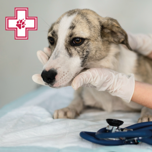 Памятка подготовки к операции - февраль 26