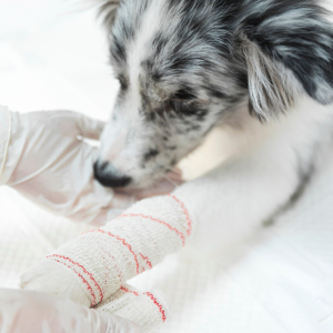 Анемия у животных-1