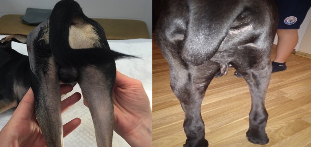 Болезнь Пертеса-3