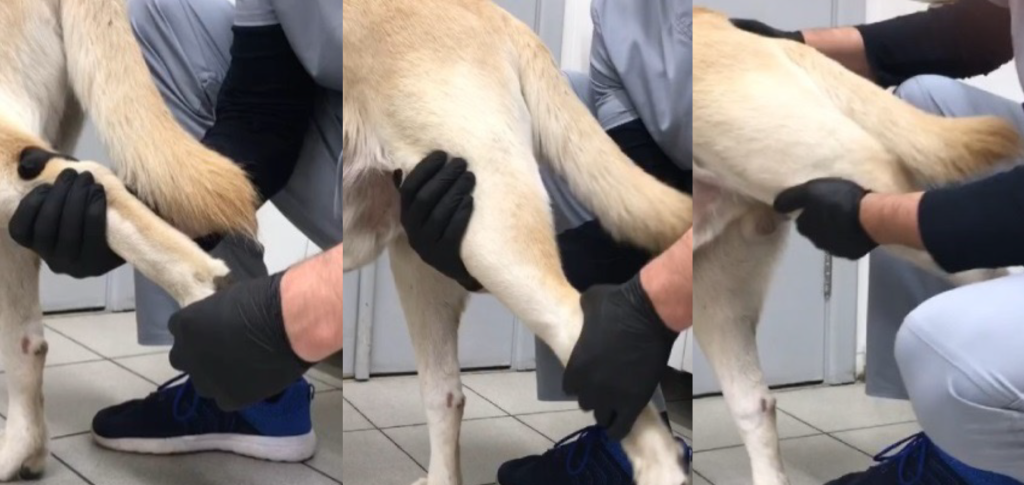 Болезнь Пертеса-4