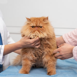 Хроническая болезнь почек-1