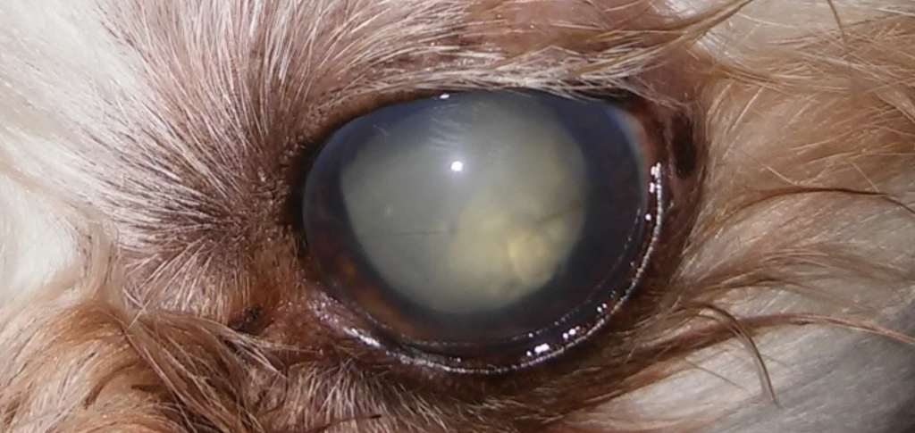 Катаракта у собак