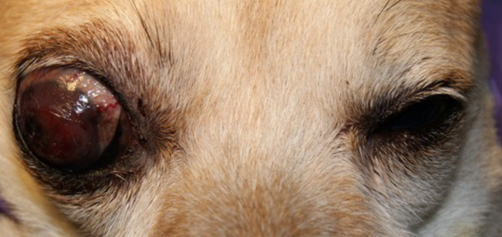 Новообразование глаза у собаки
