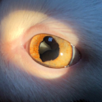 Осложнения увеита у кошки