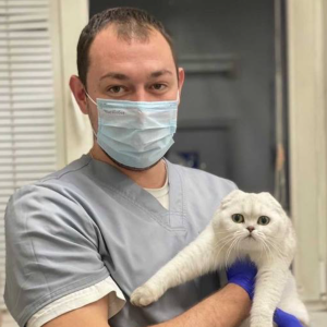 Остеохондродисплазия у кошек-1