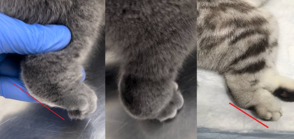 Остеохондродисплазия у кошек-4