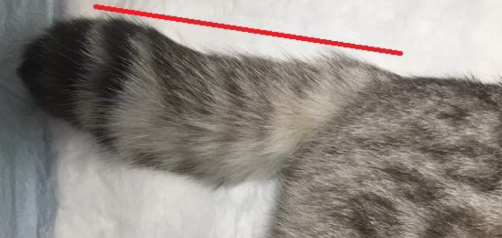 Остеохондродисплазия у кошек-5