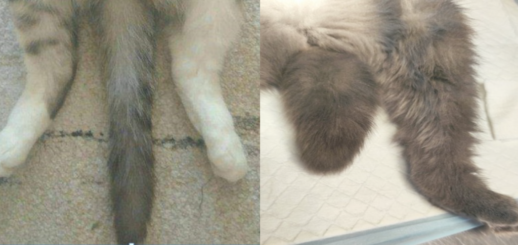 Остеохондродисплазия у кошек-6