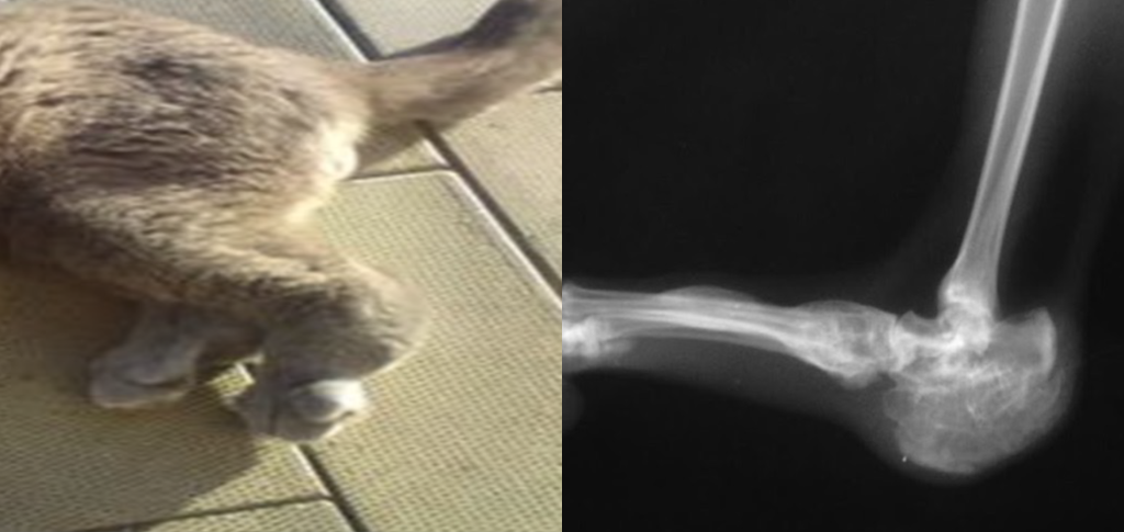 Остеохондродисплазия у кошек-7