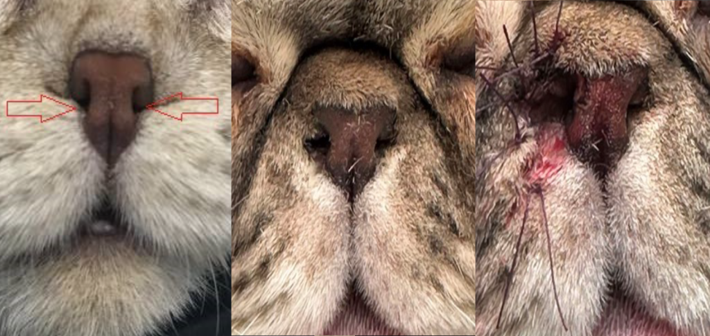 Остеохондродисплазия у кошек-8