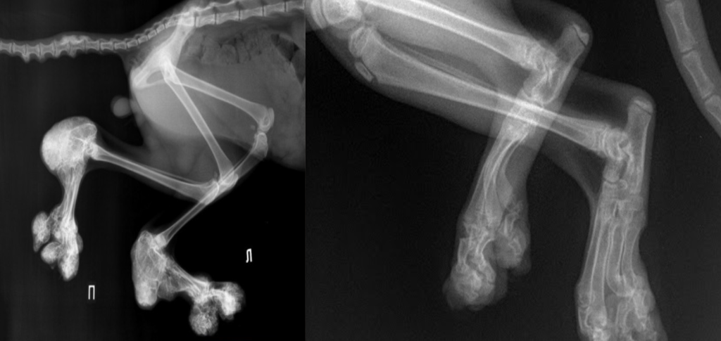 Остеохондродисплазия у кошек-9
