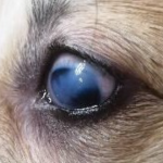 Отложения в роговице глаза у собак