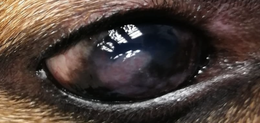 Паннус у собаки