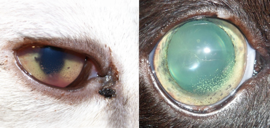 Патологии-кошки-1