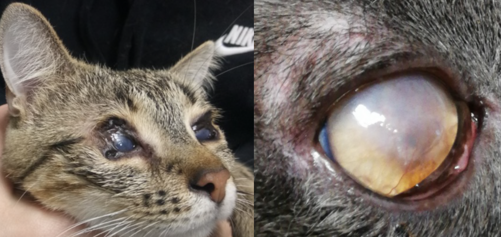 Патологии-кошки-2