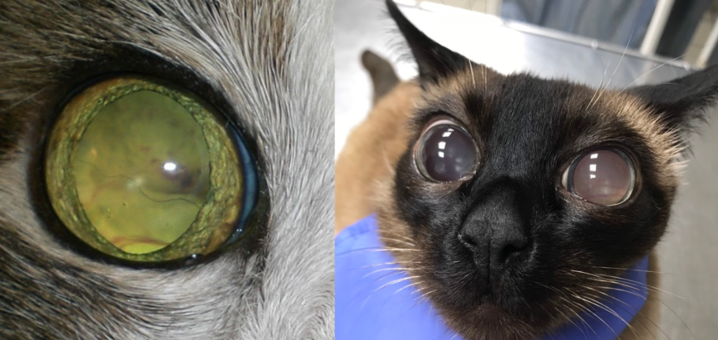 Патологии-кошки-3