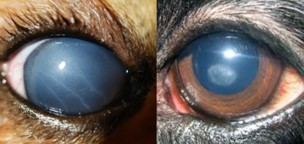 Патологии-собаки-1