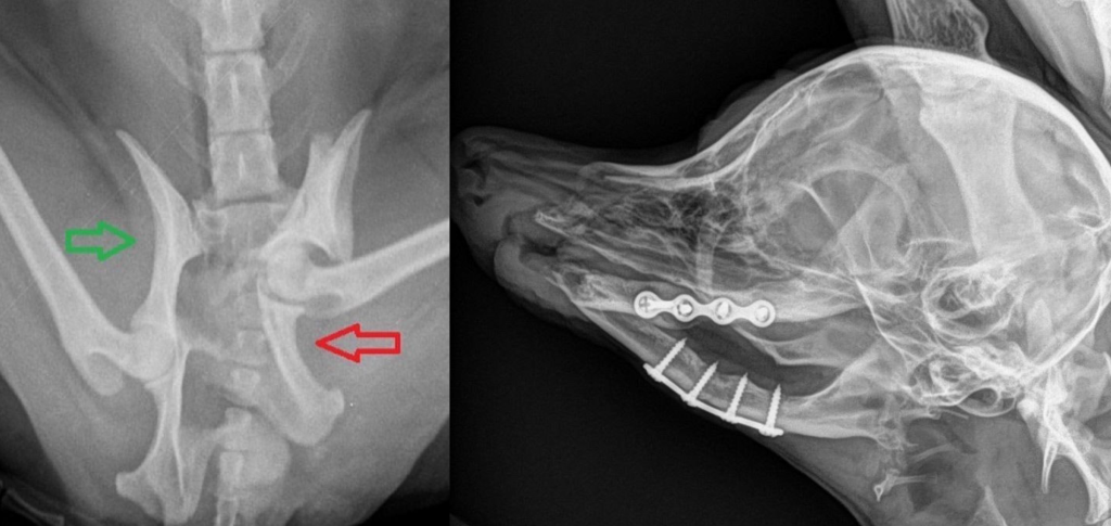 Перелом челюсти и таза у собак