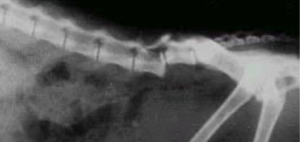 %u041F%u0435%u0440%u0435%u043B%u043E%u043C %u043F%u043E%u0437%u0432%u043E%u043D%u043E%u0447%u043D%u0438%u043A%u0430 %u043A%u043E%u0448%u043A%u0438 %u043F%u043E%u0441%u043B%u0435 %u043F%u0430%u0434%u0435%u043D%u0438%u044F %u0441 %u0432%u044B%u0441%u043E%u0442%u044B