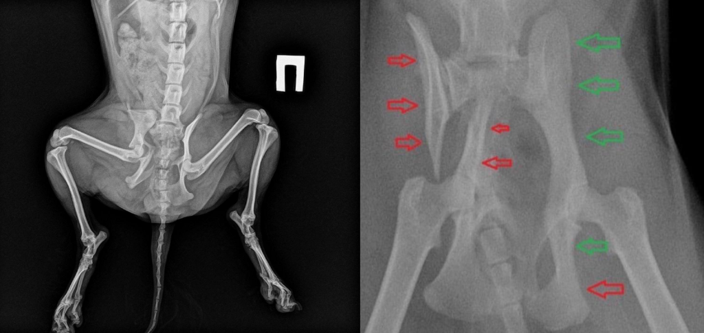 Переломы у котов после падения с высоты