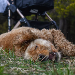 Политравма-4