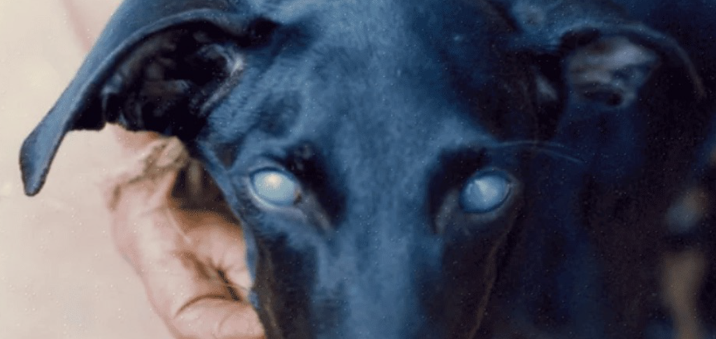 Сидром «голубых глаз» при аденовирозе собак