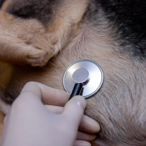 Трахеит у животных