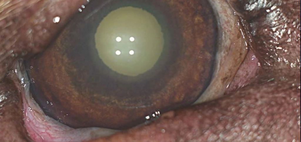 Увеит у собак