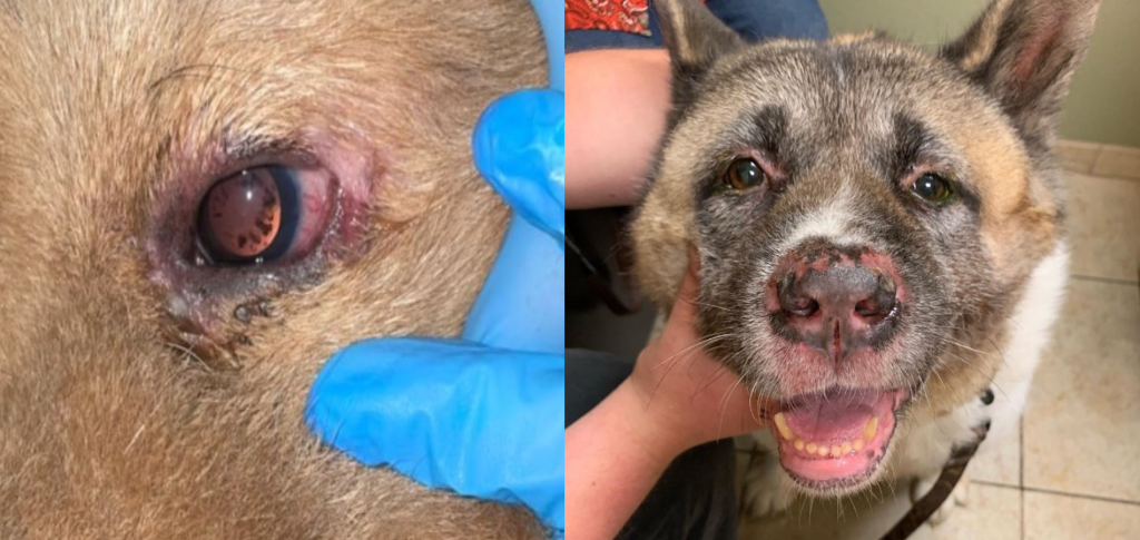 Увеодерматологический синдром у собак