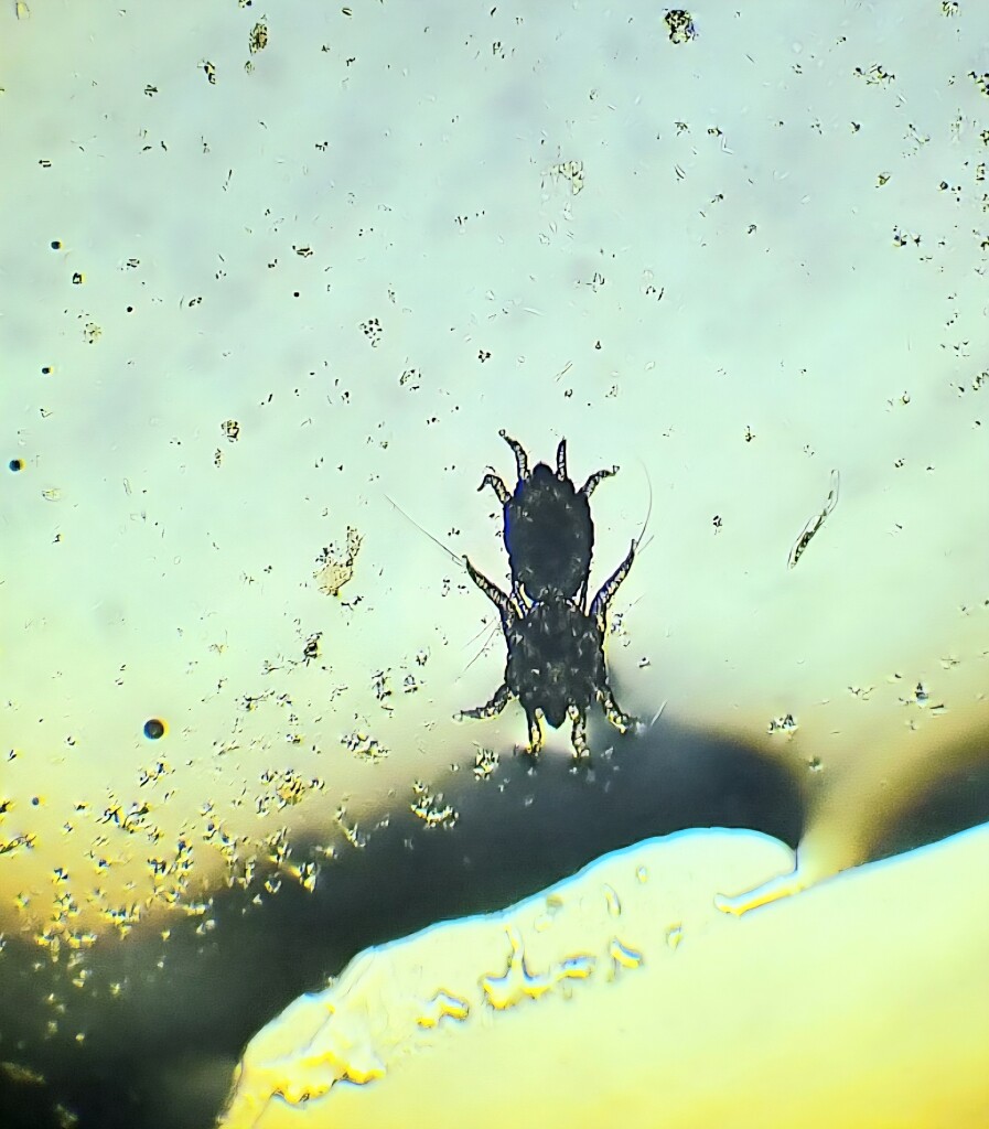 фото отодектоз,клещ