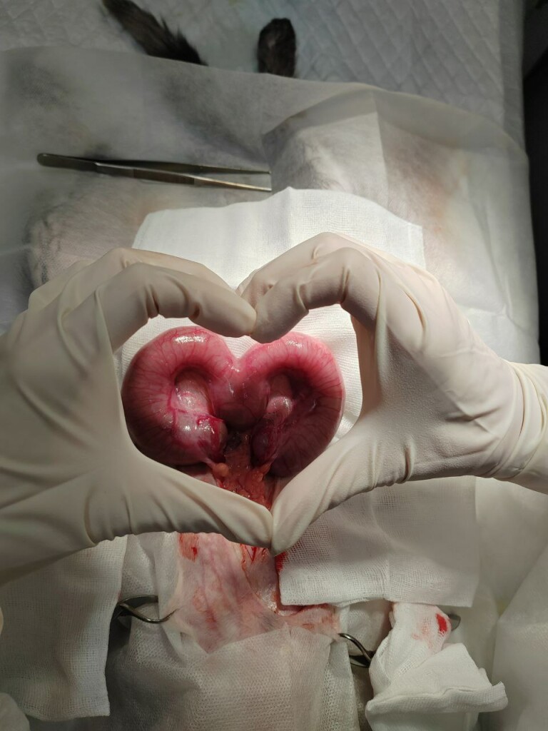 фото пиометры