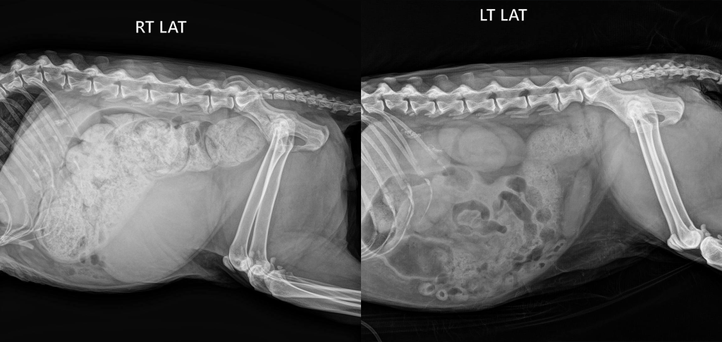 Копростаз-1