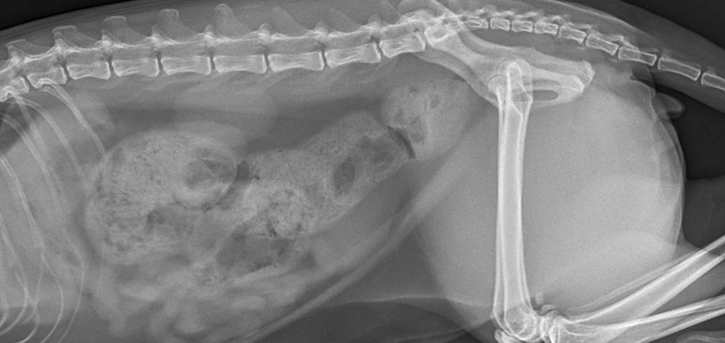 Копростаз-2