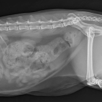 Копростаз-gen