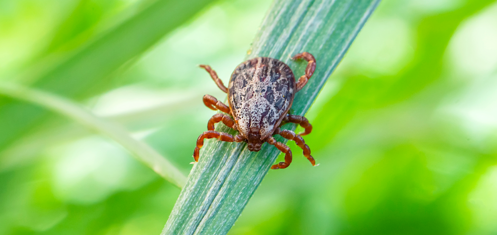 Пироплазмоз-1