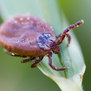 Пироплазмоз-3