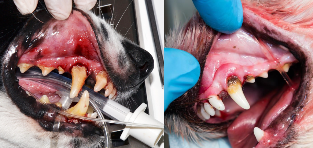 Стоматит-собаки