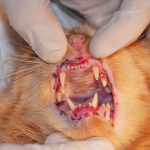 Стоматит - заставка