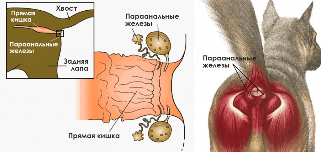 Парааналит-1
