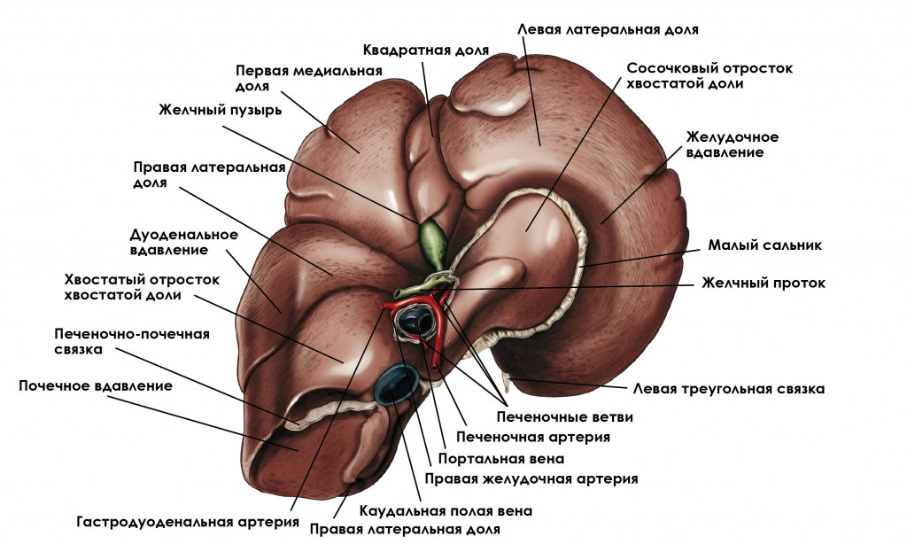 Печень-1